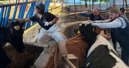 DENİZLİ’DE BÜYÜKBAŞ HAYVANLARA ŞAP AŞISI SEFERBERLİĞİ