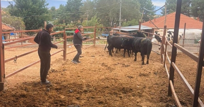 HAYVANCILIKTA YENİ DESTEK DÖNEMİ BAŞLADI