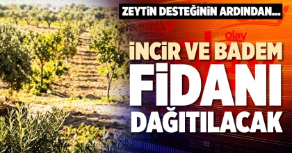 İNCİR VE BADEM FİDANI DAĞITILACAK