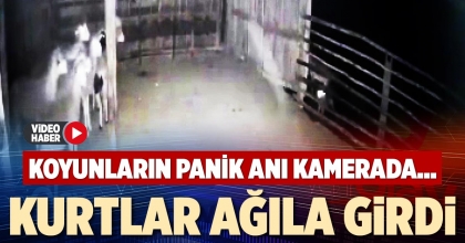KURTLAR AĞILA GİRDİ