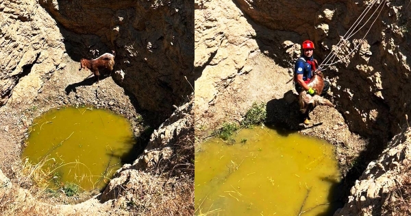 ÇUKURA DÜŞEN KEÇİYİ İTFAİYE KURTARDI