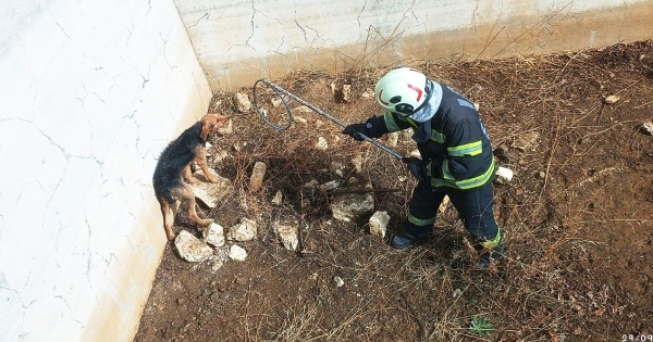 KURU HAVUZDA MAHSUR KALAN KÖPEĞİ EKİPLER KURTARDI