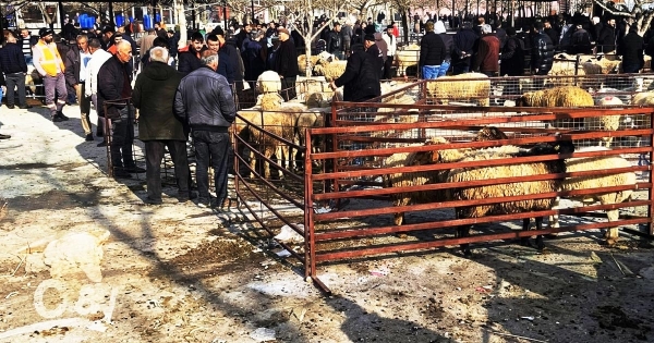 ACIPAYAM HAYVAN PAZARI AÇILIYOR