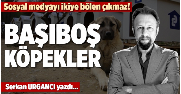 SOSYAL MEDYAYI İKİYE BÖLEN ÇIKMAZ; BAŞIBOŞ KÖPEKLER