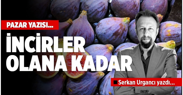 İNCİRLER OLANA KADAR...