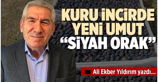 KURU İNCİRDE YENİ UMUT; “SİYAH ORAK”