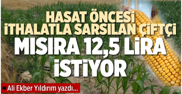 HASAT ÖNCESİ İTHALATLA SARSILAN ÇİFTÇİ MISIRA 12,5 LİRA İSTİYOR
