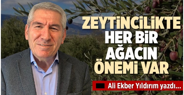 ZEYTİNCİLİKTE HER BİR AĞACIN ÖNEMİ VAR