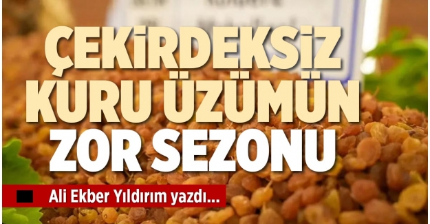 ÇEKİRDEKSİZ KURU ÜZÜMÜN ZOR SEZONU