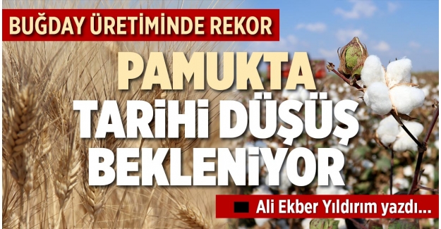 BUĞDAY ÜRETİMİNDE REKOR PAMUKTA TARİHİ DÜŞÜŞ BEKLENİYOR