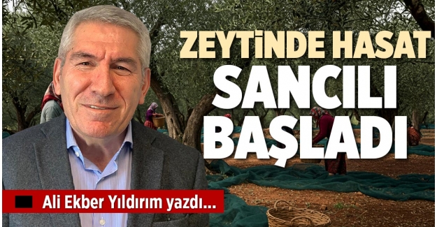 ZEYTİNDE HASAT SANCILI BAŞLADI