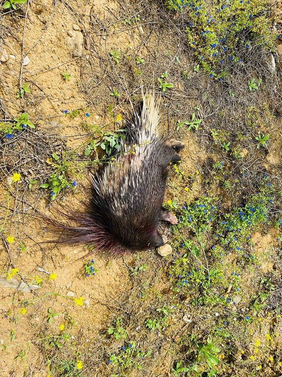 PİTBULL İLE OKLU KİRPİ AVLAYAN 6 KİŞİYE 138 BİN 198 LİRA PARA CEZASI