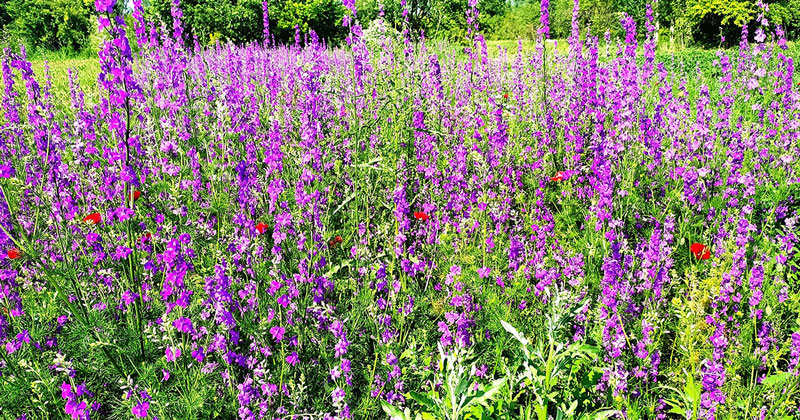 mor yabani hazeran çiçeği