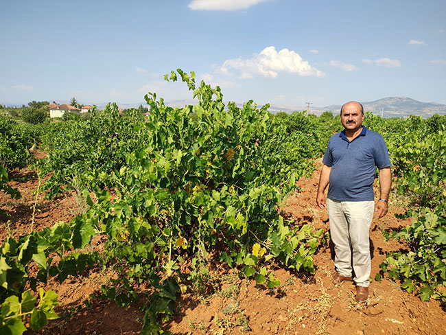 ‘ÇAL KARASI’NDA HASAT DEVAM EDİYOR