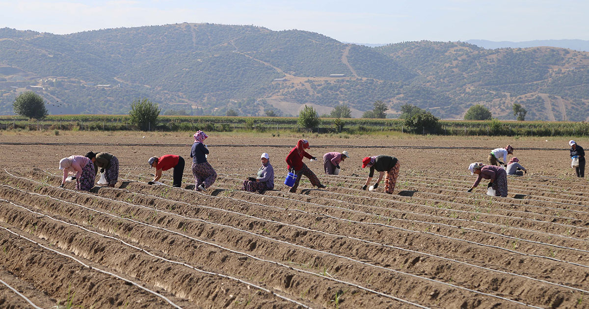 4 FUTBOL SAHASI BÜYÜKLÜĞÜNDEKİ ARAZİDE ŞEVKETİBOSTAN ÜRETİLİYOR