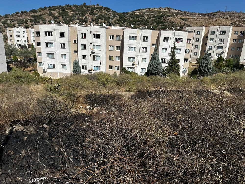 ALEVLERE KARŞI YAVRUSUNA SİPER OLAN ANNE KAPLUMBAĞA GÖRENLERİ DUYGULANDIRDI