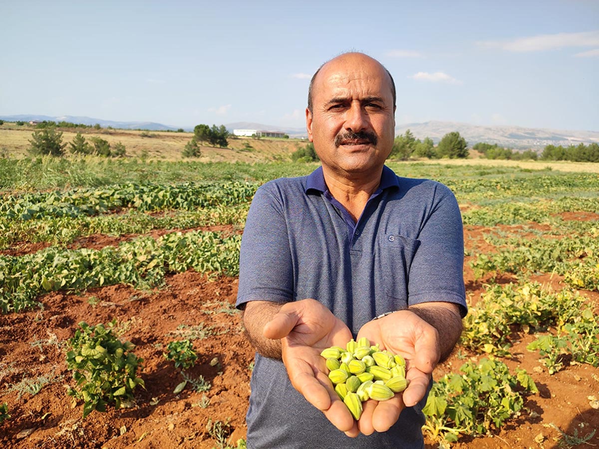 ÇAL BAMYASI TESCİLLENİYOR