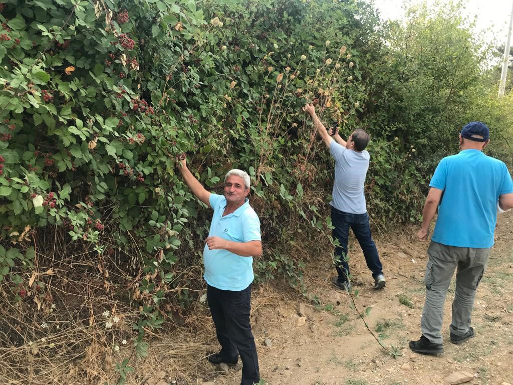DOĞAL BÖĞÜRTLENDE HASAT ZAMANI