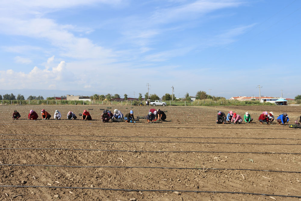 EFELER BELEDİYESİ, ENGİNAR ÜRETİMİNE DEVAM EDİYOR