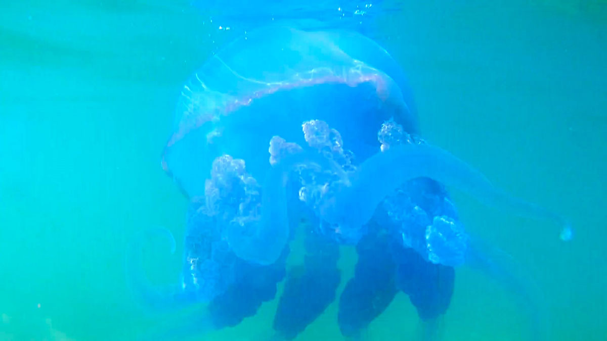 FOÇA’DA DENİZANASI İSTİLASI SÜRÜYOR