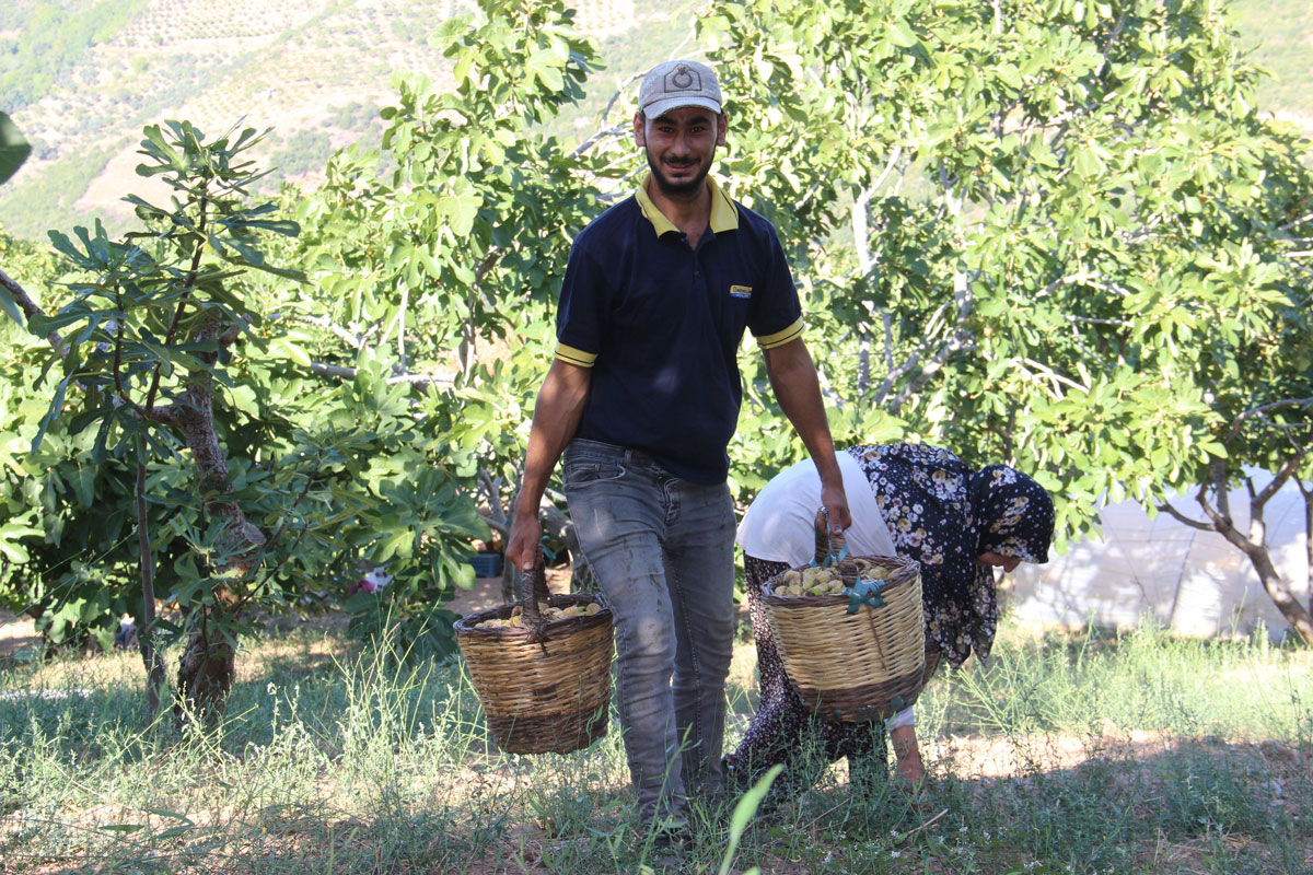 İNCİR ÜRETİCİSİNİN ÜMİDİ YORGUNLUĞUNU DİNDİRİYOR