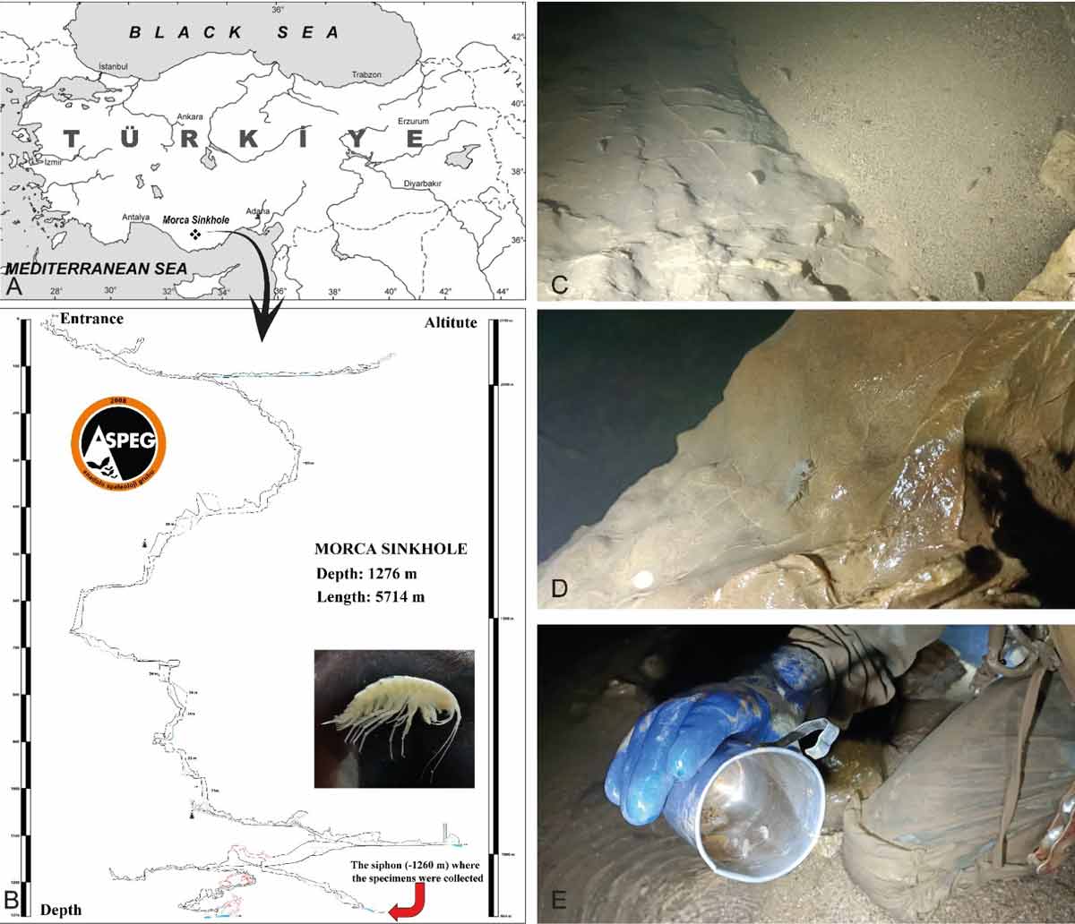 TÜRKİYE’NİN EN DERİN 3’ÜNCÜ MAĞARASINDA YENİ BİR 'YANGIÇ' TÜRÜ KEŞFEDİLDİ  