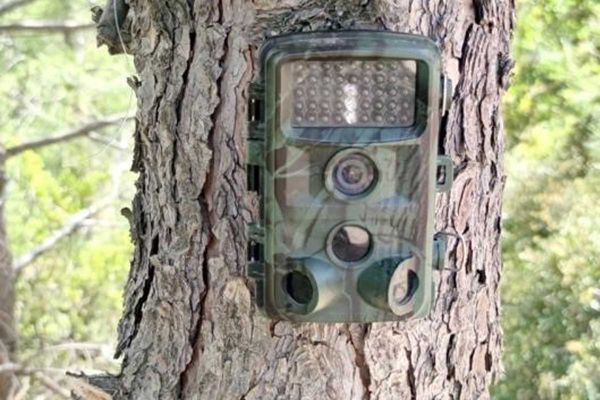 YILLARDIR SÜREN ÇALIŞMALAR SONUÇ VERDİ, ANADOLU PARSI GÖRÜNTÜLENDİ  