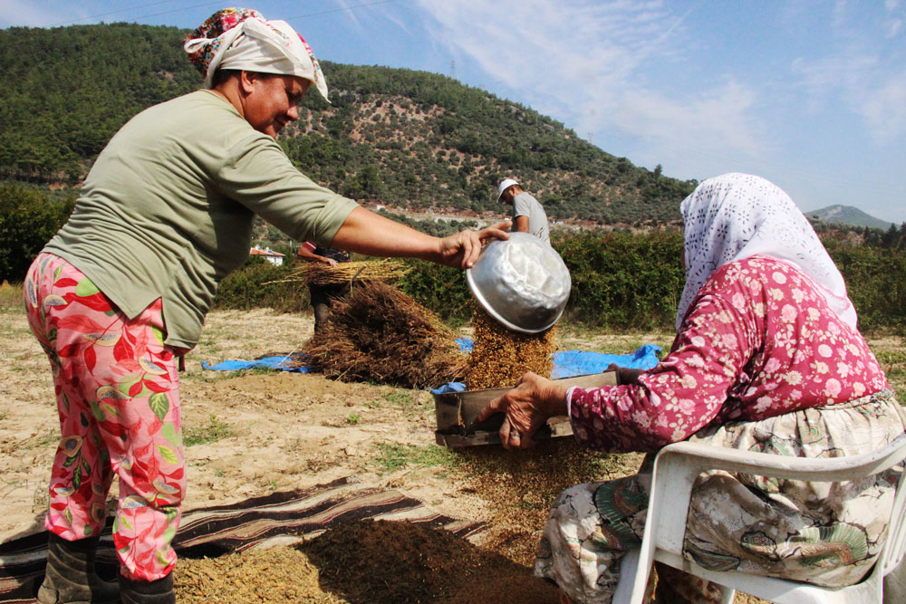 'ALTIN SUSAM' HASADI BAŞLADI: EN BÜYÜK PAZAR JAPONYA