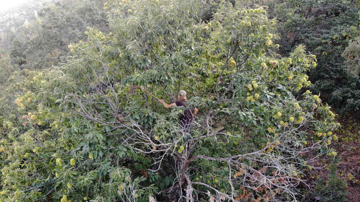 KESTANEDE HASTALIĞA DAYANIKLI AĞAÇ ÇEŞİTLERİ, ÜRETİCİLERE UMUT OLACAK  