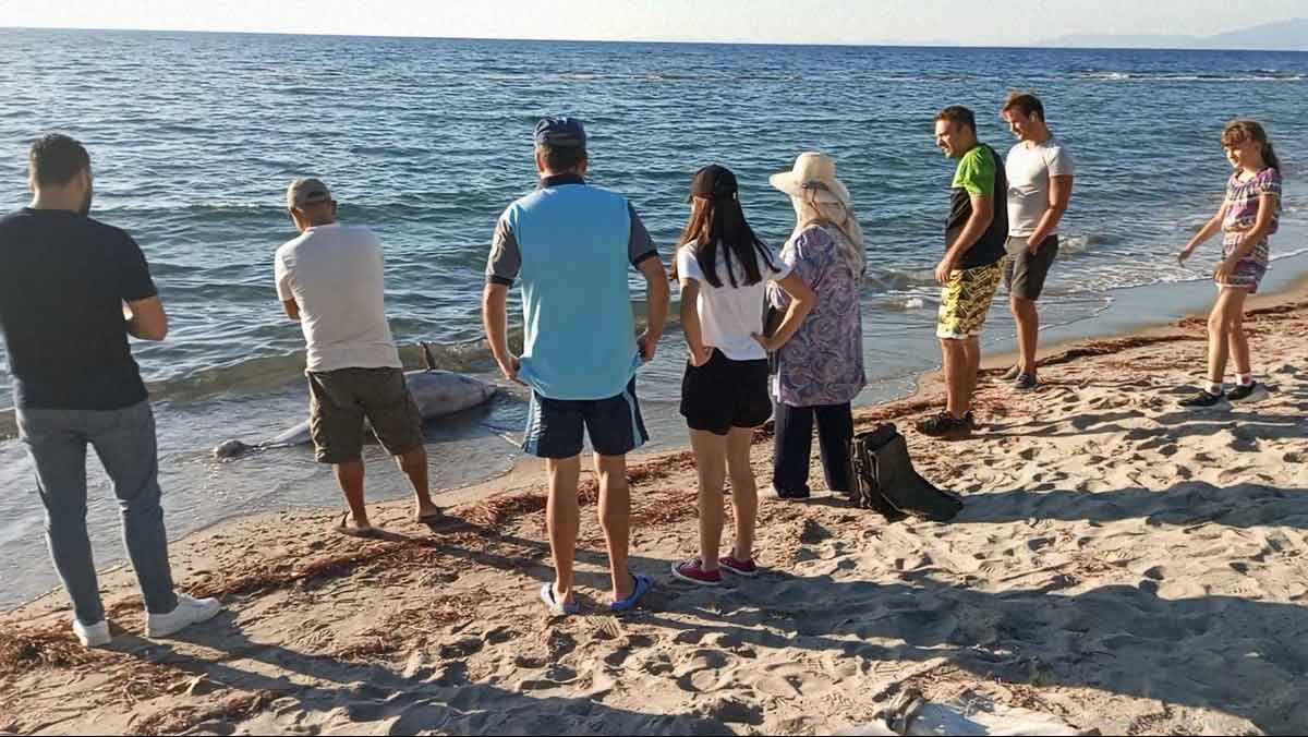 KUŞADASI’NDA YUNUS BALIĞI KARAYA VURDU