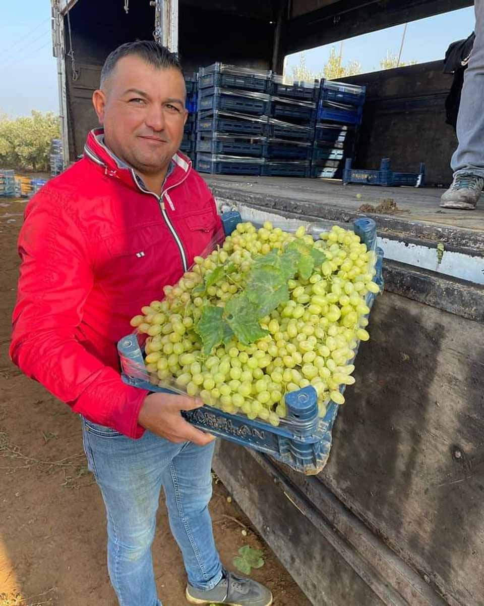 MANİSA'DA ÜZÜM HASADI ÖRTÜ ALTI BAĞLARDA DEVAM EDİYOR  
