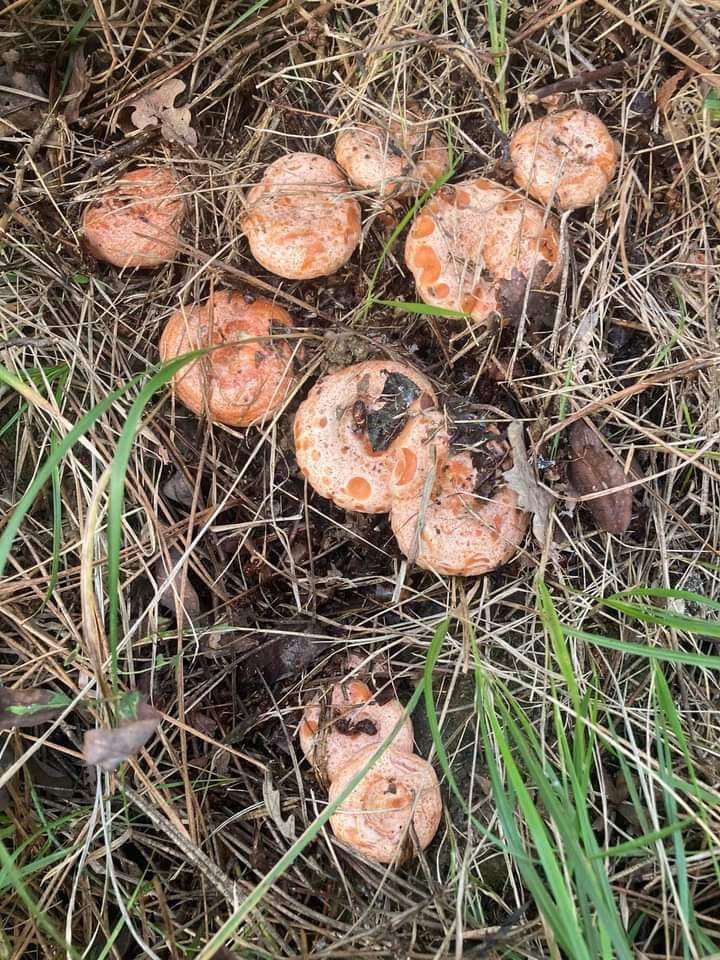 MİLAS’TA ÇINTAR MEVSİMİ BAŞLADI, KİLOSU 150 TL'DEN SATILIYOR