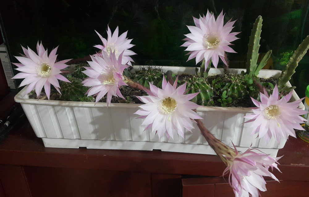 MODADA “KAKTÜS ÇİÇEĞİ” ESİNTİSİ