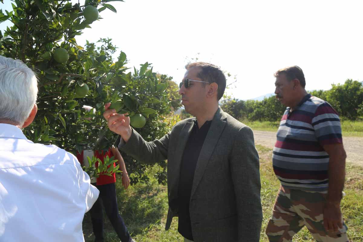 ORTACA’DA LİMON HASADI BAŞLADI 