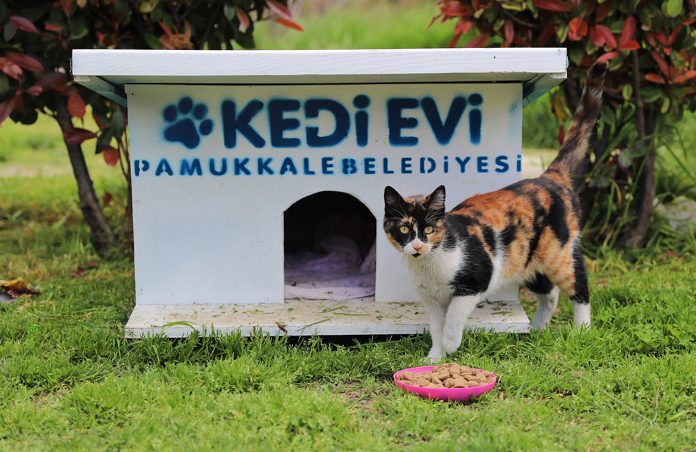 PAMUKKALE BELEDİYESİ SOKAK HAYVANLARINI UNUTMADI