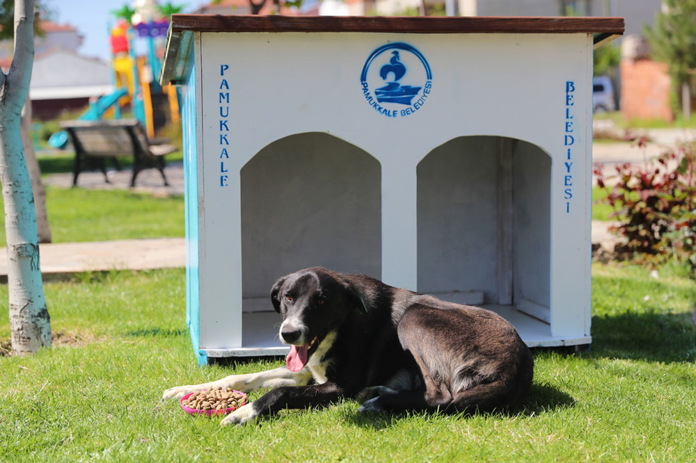 PAMUKKALE BELEDİYESİ SOKAK HAYVANLARINI UNUTMADI