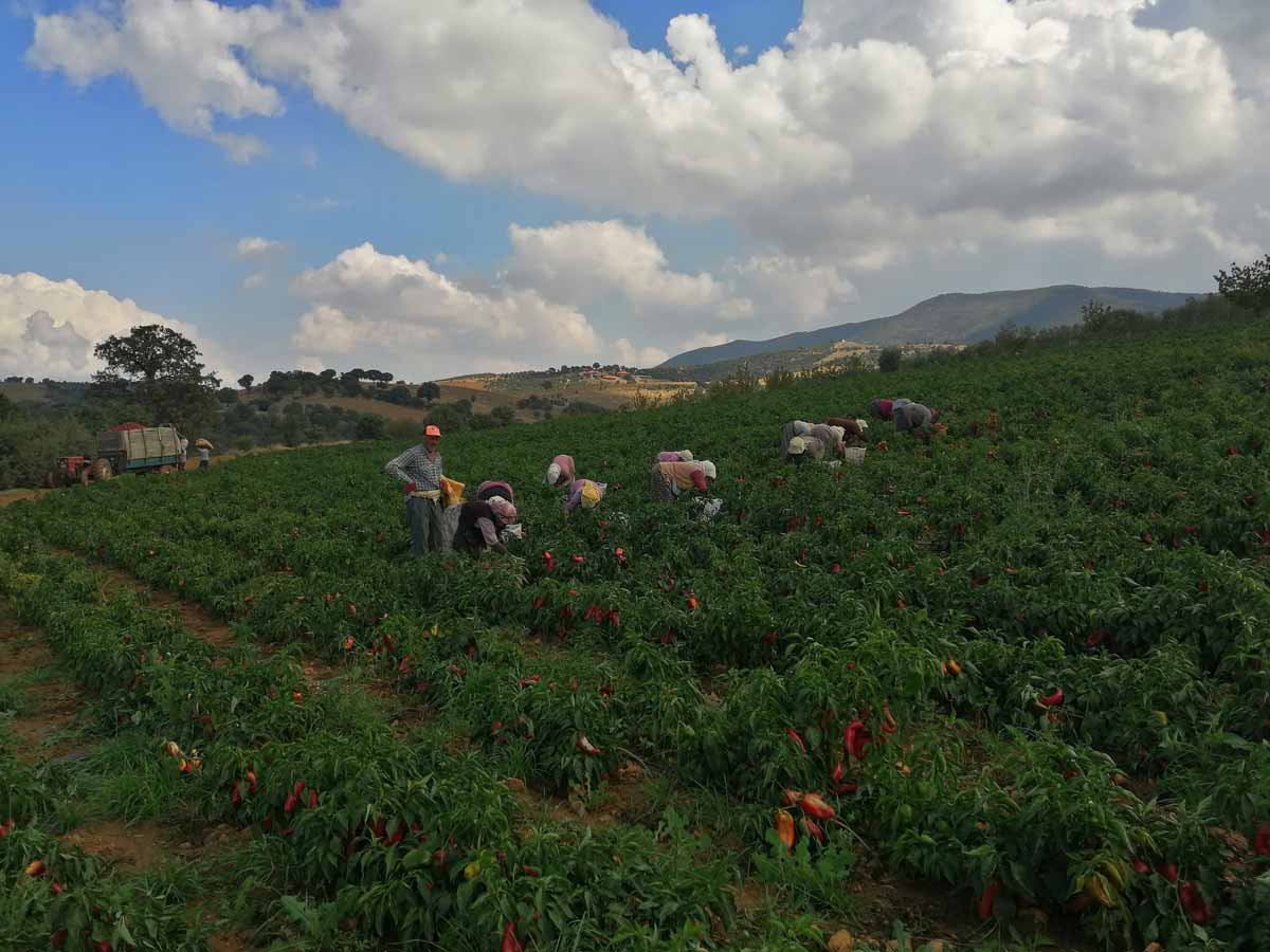 SALİHLİ’DE KAPYA BİBER BEREKETİ  