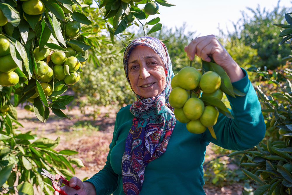 SATSUMA MANDALİNASINDA HASAT DÖNEMİ BAŞLADI