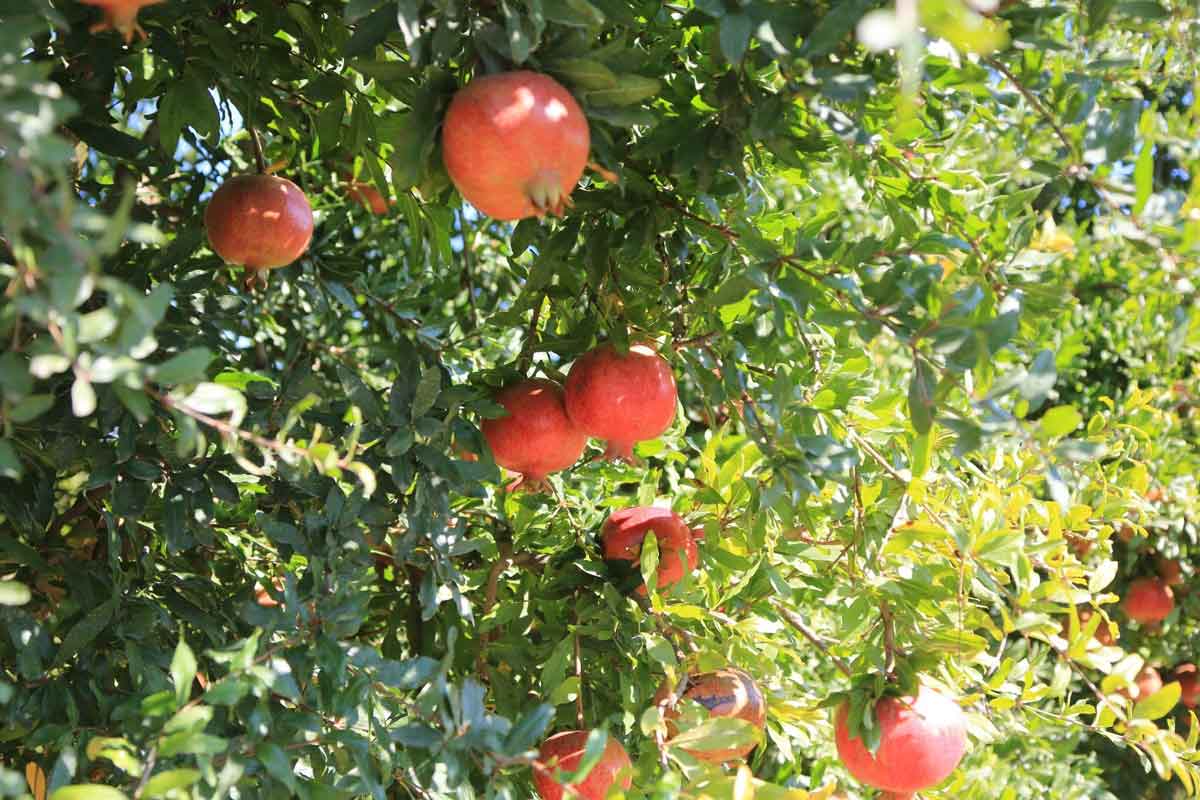 ZEYTİNKÖY’ÜN İLK ‘NAR ŞENLİĞİ’ BU PAZAR YAPILACAK