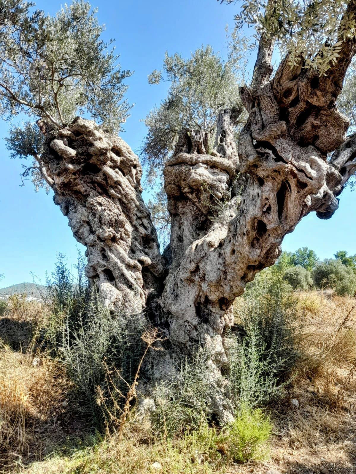 BODRUM GARAOVA’DA DİLMİT ZEYTİNİ ŞENLİĞİ DÜZENLENECEK