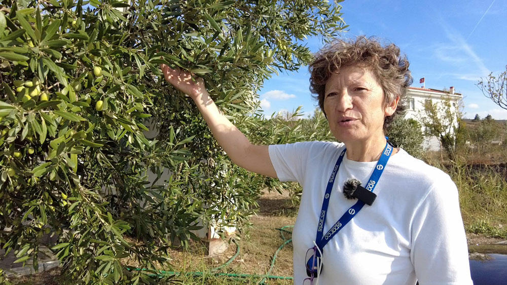 DOKTORLUĞU BIRAKIP ZEYTİN ÜRETİCİSİ OLDU