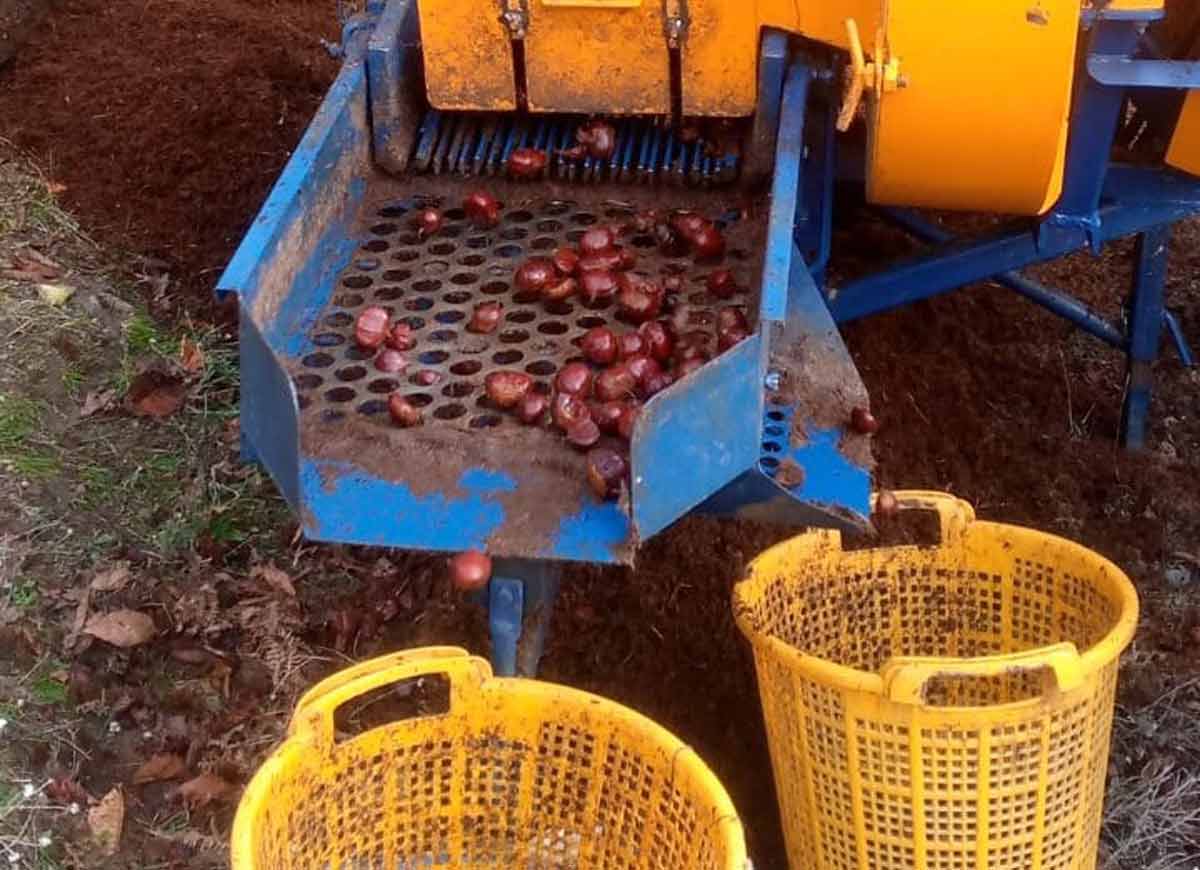 KESTANEDE BU YIL VERİM AZ KALİTE YÜKSEK