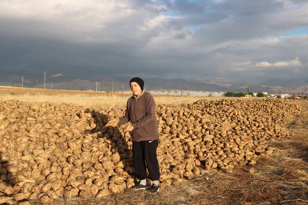 SANDIKLI’DA BU YIL 100 BİN TON ÜZERİNDE ŞEKER PANCARI REKOLTESİ BEKLENİYOR  