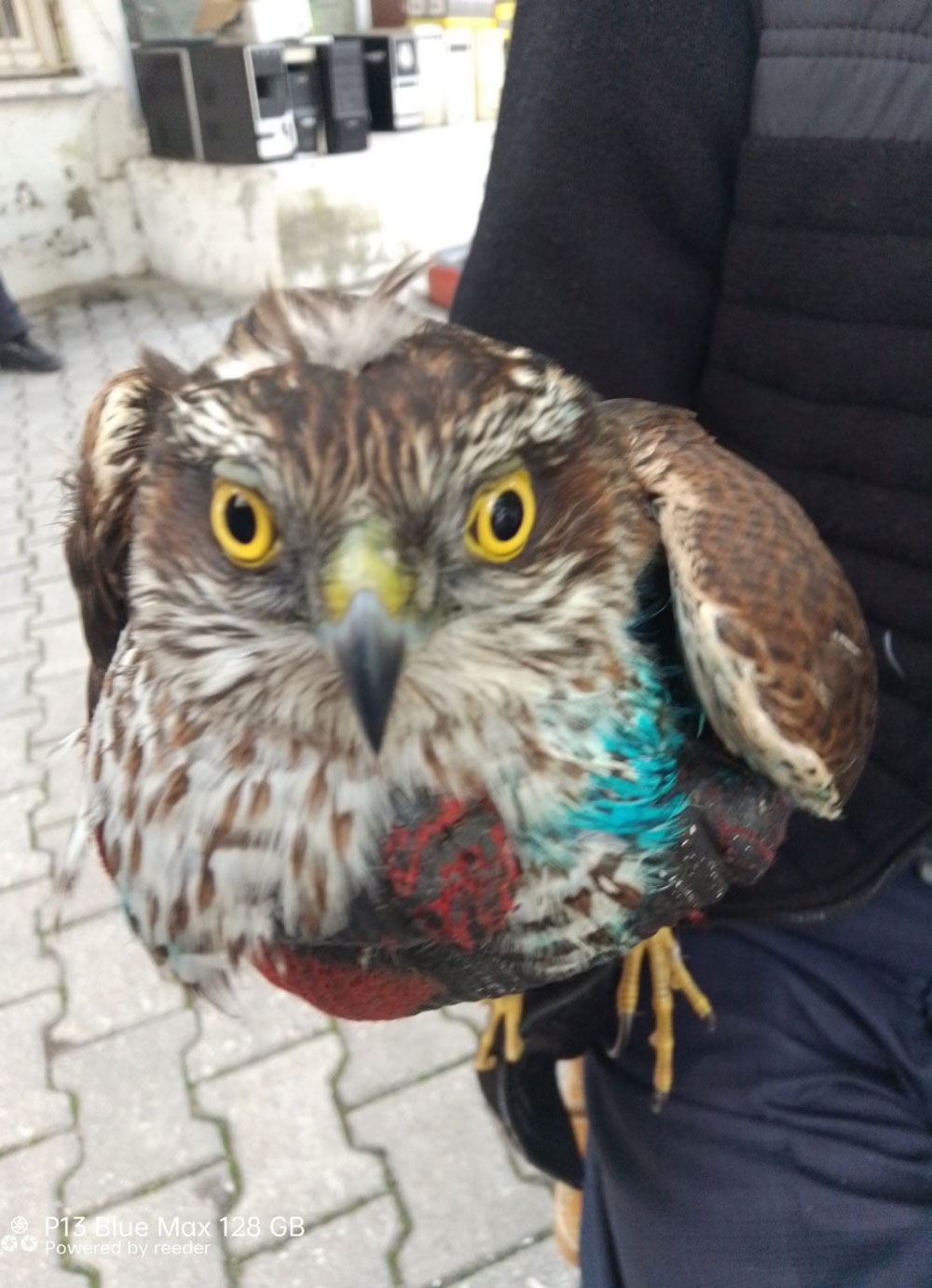 YARALI BULDUĞU ŞAHİNİ TEDAVİ ETTİRDİ