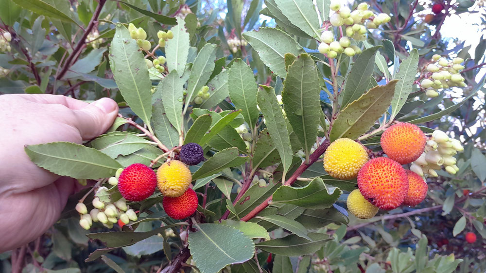 CİLT SİĞİLLERİNİN DÜŞMANI ‘DAĞ ÇİLEĞİ’