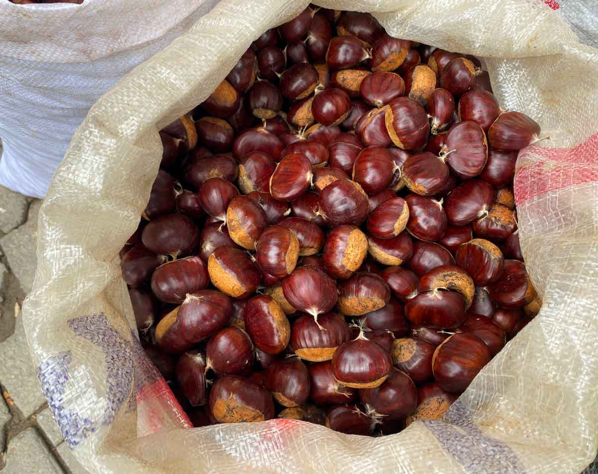 KESTANEDE REKOLTE DÜŞÜK FİYATLAR UYGUN