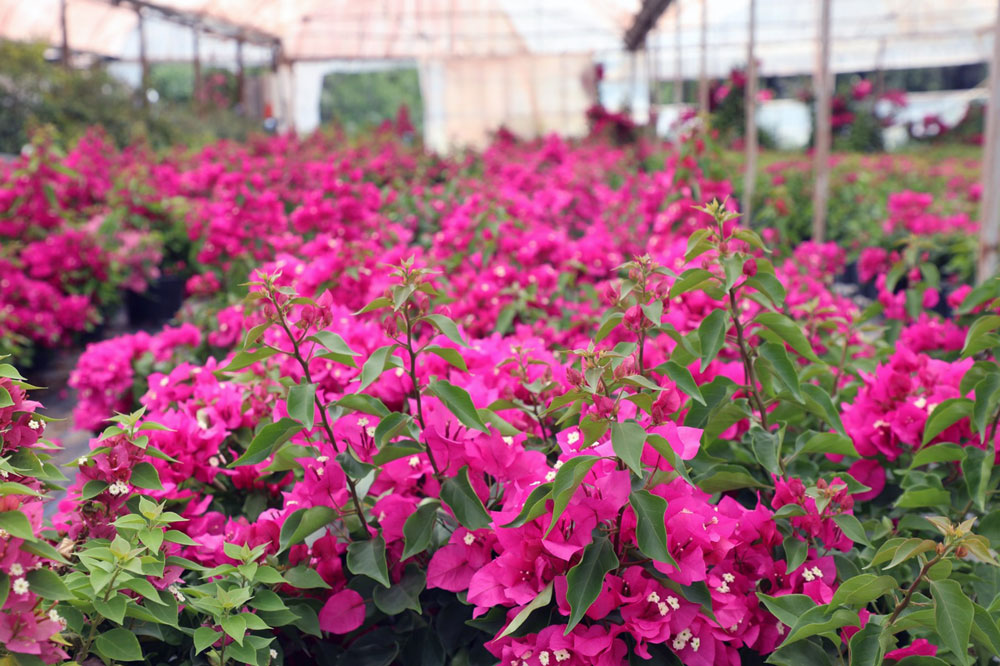 MUĞLA’NIN ÇİÇEKLERİ 8 İLİN CADDE VE SOKAKLARINI SÜSLÜYOR