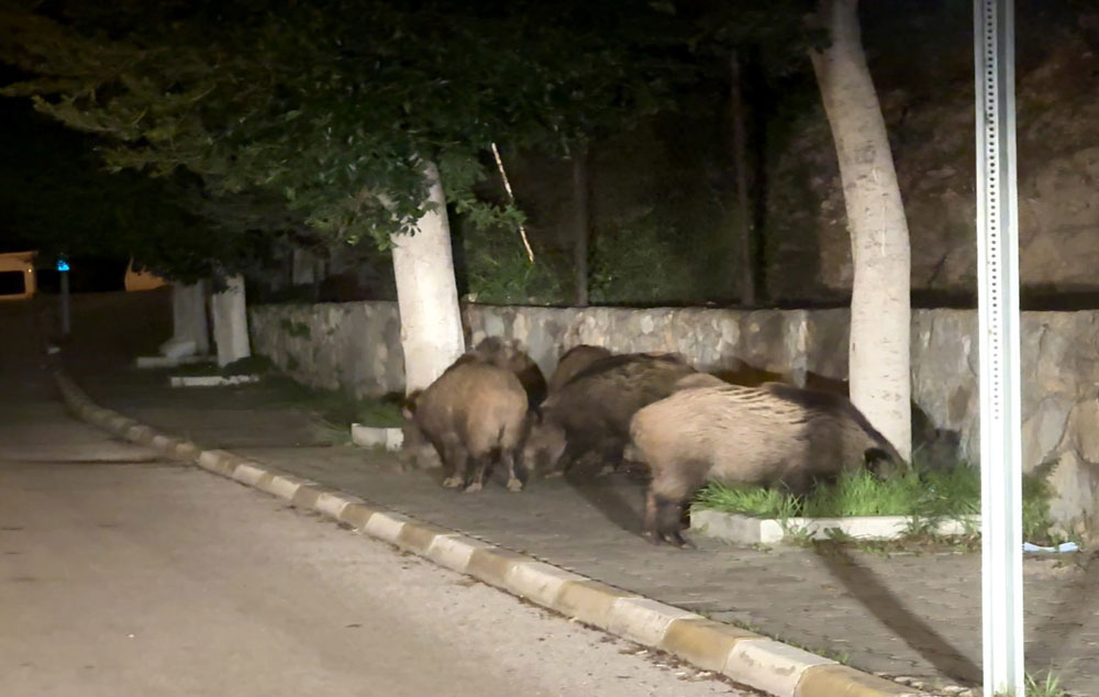 DOMUZ SÜRÜSÜ ŞEHRE İNDİ