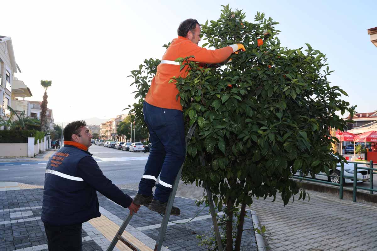 MARMARİS BELEDİYESİ 400 KİLOGRAM TURUNÇ DAĞITTI