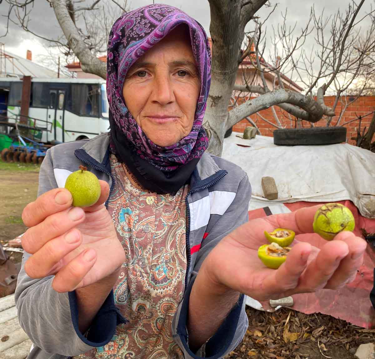 OCAK AYINDA CEVİZ HASADI